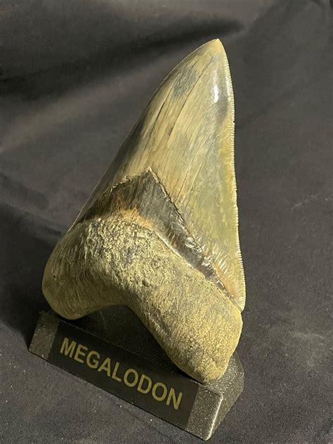 Dent De Requin M Galodon Dent Fossile Carcharocles Megalodon