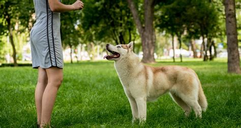 How To Train A Siberian Husky - The Ultimate Guide! • Pet on Bed