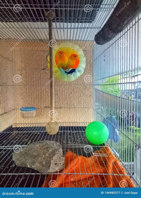 Love birds in the cage stock image. Image of partner - 146985377