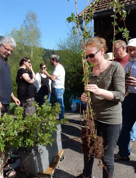 Moyenmoutier Loisir Plants Et Replants Volont Avec Saint Prayel