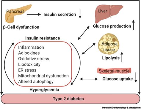 Mitochondria And T2D Role Of Autophagy ER Stress And Inflammasome