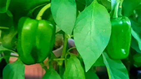 How To Grow Bell Pepper Shimla Mirch At Home Youtube