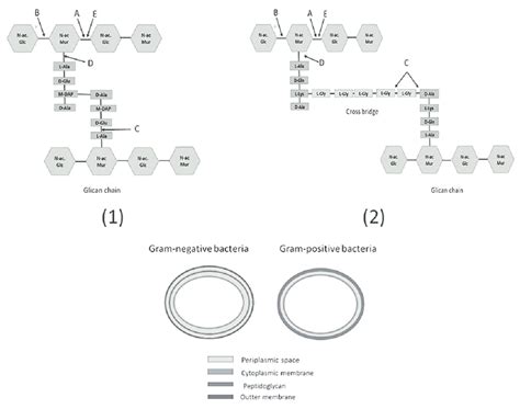 Differences in peptidoglycan structure among Gram-negative (1) and... | Download Scientific Diagram