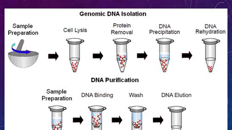 Isolation Of Plant Genomic Dna By Ctab Method Youtube