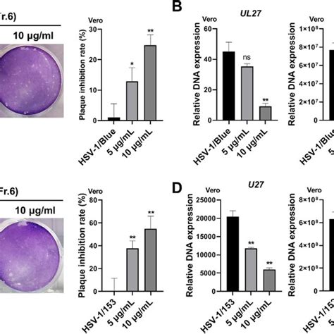 AEE Exhibits Potent Anti HSV 1 Activity A Vero Cells Were Infected