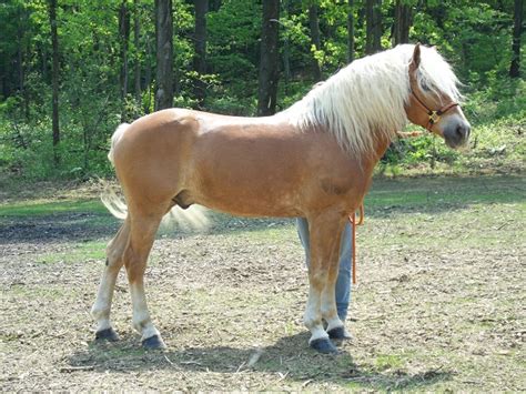 Haflinger Horse Info, Temperament, History, Pictures