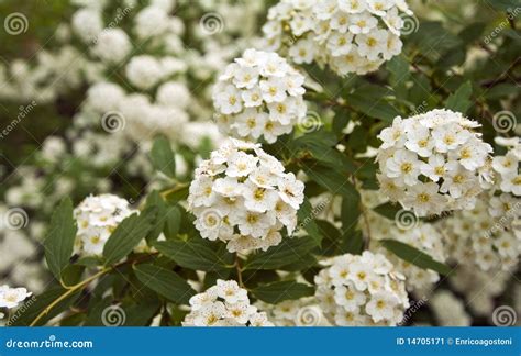 Flor Branca Pequena