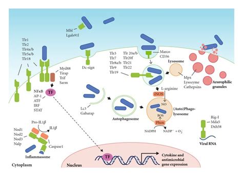 Pattern Recognition Receptors And Effector Mechanisms Of The Innate