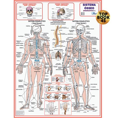 Corpo Humano Poster Mapa Anatomia Partes Corpo Medicina Shopee Brasil