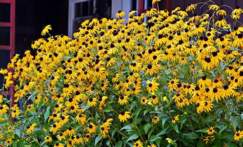 Romantic Flowers: Black Eyed Susan flower