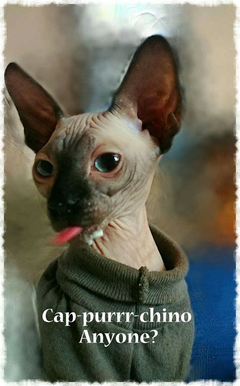 Tallulah 4months Sphynx Cat Sphinx Cat Cats And Kittens