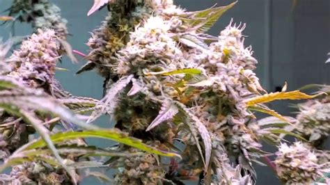 Wedding Cake Strain - Review, Effects and Grow Guide - Getto High