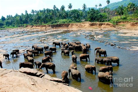 Asian Elephant Herd Photograph by Pravine Chester - Fine Art America