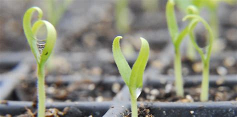 How To Grow Eggplants In Greenhouses Atop Lighting