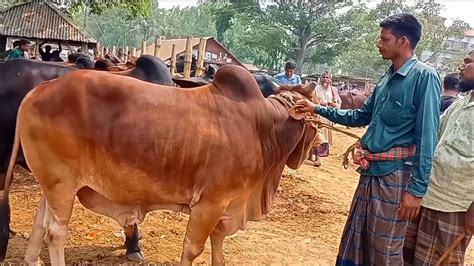 আজ ১০ মে২৪ ঢাকার খামারী কেমন দামে মাংসের ওজন সহ বড় বড় ষাঁড় গরু