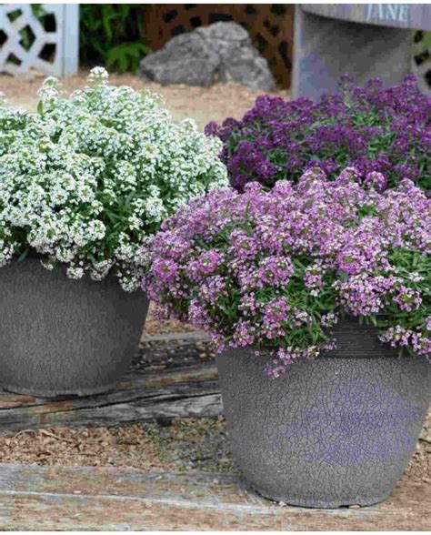 Buy Rare Unusual Exciting Plants Hayloft Overflowing Lobularia