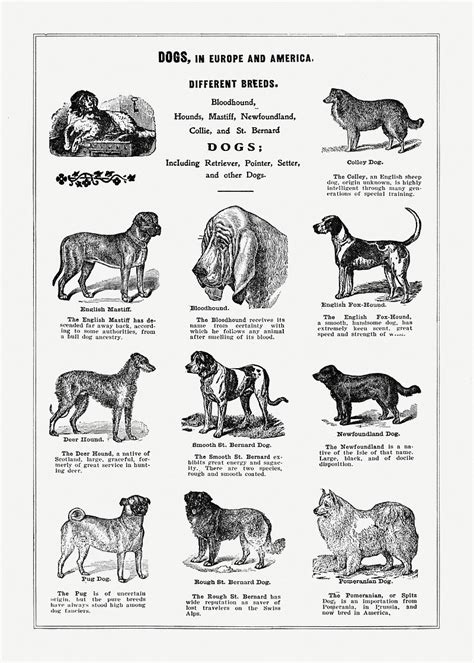 Dog breeds poster. Digitally enhanced | Free Photo Illustration - rawpixel