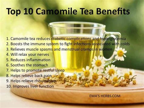 Know What Can Camomile Tea Do To Your Health Paleoaholic