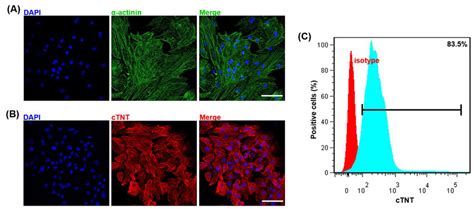 Characterization Of The Cardiomyocytes Derived From Hipsc