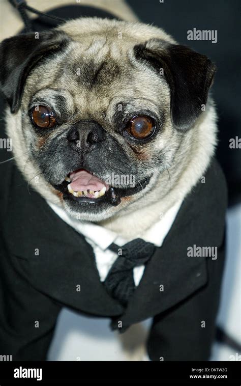 DOG THAT PLAYS FRANK IN MIB2.DOG ACTOR, MEN IN BLACK 2.WESTWOOD, LOS ANGELES, USA.26/06/2002 ...