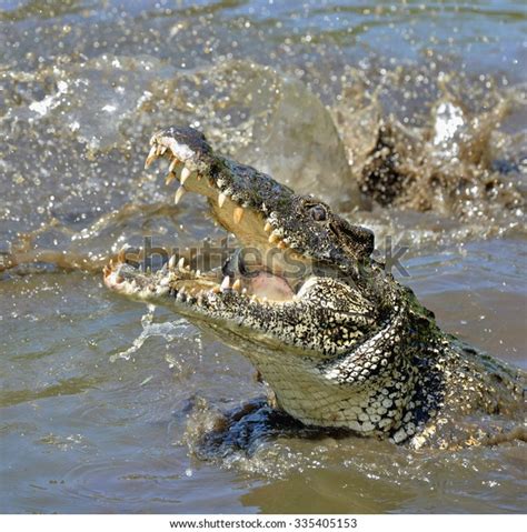 4,131 Crocodile Attack Images, Stock Photos & Vectors | Shutterstock