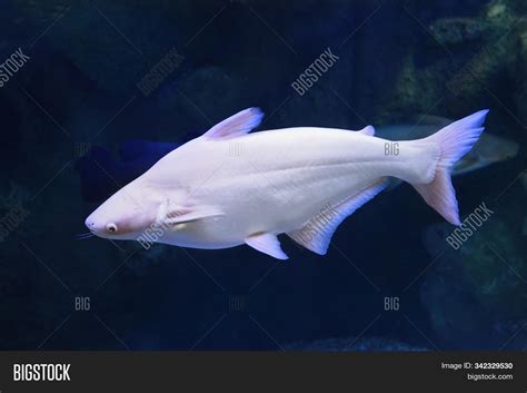 Pangasius Catfish Image Photo Free Trial Bigstock