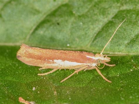 Wei Fleck Schabenmotte Ypsolopha Parenthesella Wei Fleck Flickr