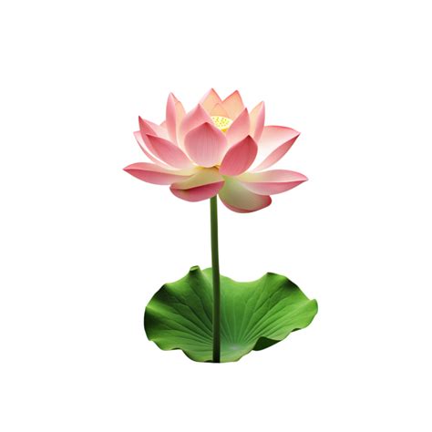 Lotus flower on transparent background 47827106 PNG