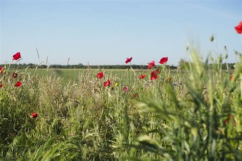 Feld Blumen Sommer Kostenloses Foto Auf Pixabay Pixabay