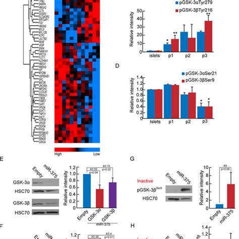 MiR 375 Overexpression In Expanded Islet Cells Downregulates The