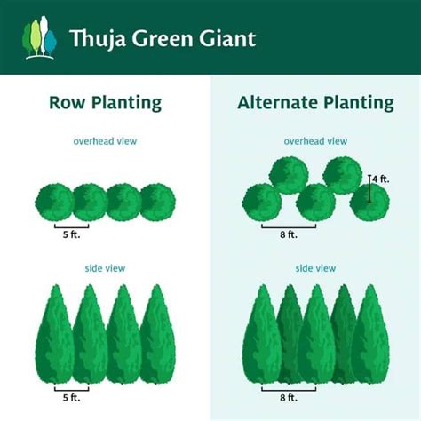 Thuja Green Giant Arborvitae Spacing And Growth Rate in 2024 | Thuja ...