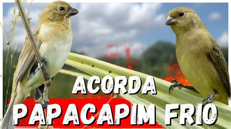 Fêmea de Papa capim Chamando Muito para Esquentar Qualquer papa capim