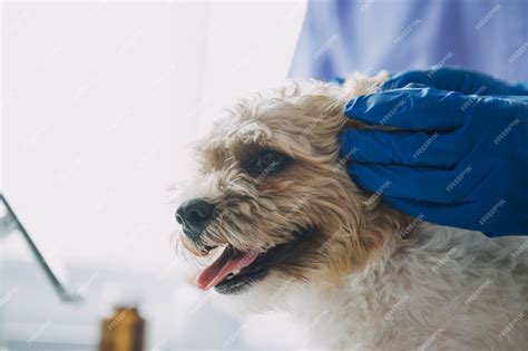 Veterinário Examinando Cachorro E Gato Cachorrinho E Gatinho No Médico