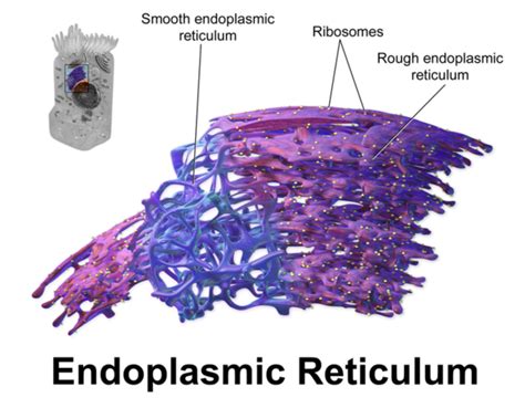 Endoplasmic Reticulum Creationwiki The Encyclopedia Of Creation Science