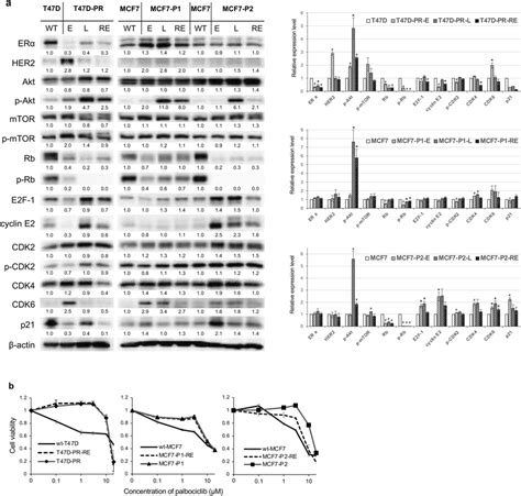 Expression Of Protein Profiles And Palbociclib Sensitivity In