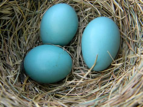 Robin Egg Identification (Determine if it's an American Robin egg in 3 ...