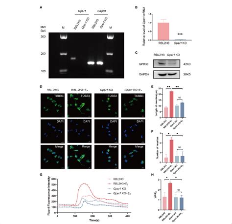 Mast Cells Promote The Neurite Growth And Ca2 Influx In DRG Cells Via