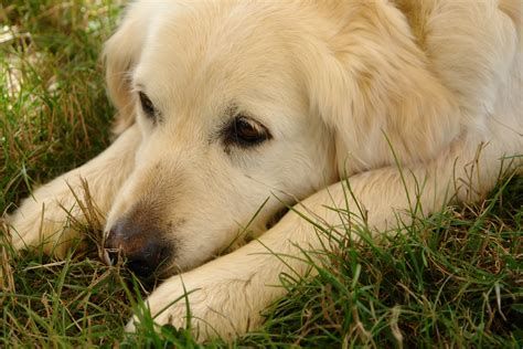 Free Images Puppy Animal Pet Golden Retriever Head Vertebrate