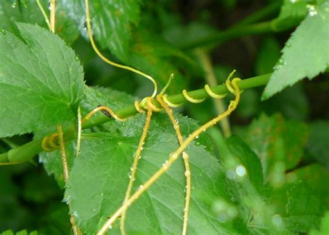 The Sneaky Little Vine: Dodder | Outside My Window