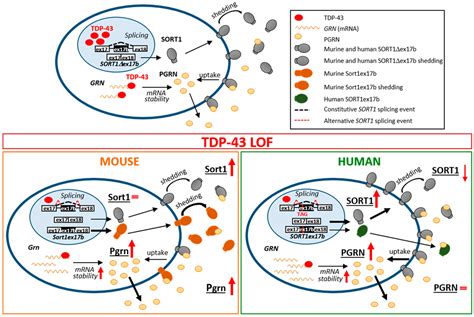 IJMS Free Full Text Inter Species Differences In Regulation Of The