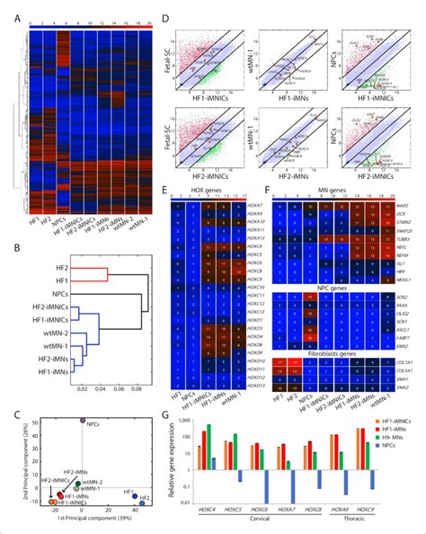 Global Gene Expression Profiles Of Imnics And Imns A Heatmap Download Scientific Diagram