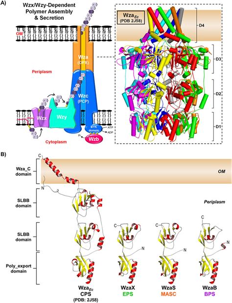 Conventional Wzx/Wzy-dependent polysaccharide assembly and secretion ...