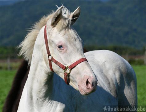 パカパカ工房💉ワクチン3回接種済 On Twitter 【youtube動画について】アオラキのデビュー後、jra競馬場で撮影した動画を