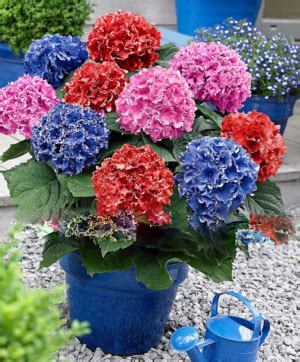 50pc Hydrangea Flower Seed Variety OutletTrends.com Free Shipping Up to ...