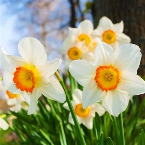 Narcissus Daffodil Roulette Pedir online en España directamente desde