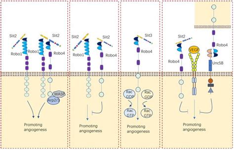 The Role Of The Slit Robo Signaling Pathway