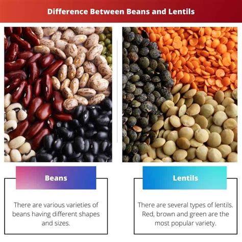 Bonen Versus Linzen Verschil En Vergelijking