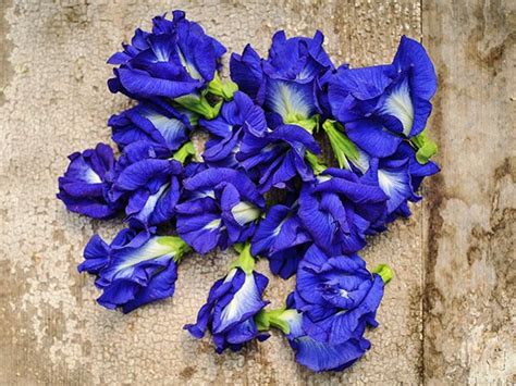 THAI DOUBLE BLUE BUTTERFLY PEA SEEDS- PACK-BLUE FLOWER | eBay