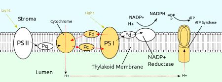 Thylakoid | Definition, Structure & Function - Lesson | Study.com