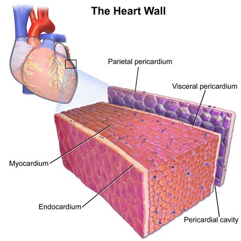 Pericardium Anatomy Location Pericardium Function